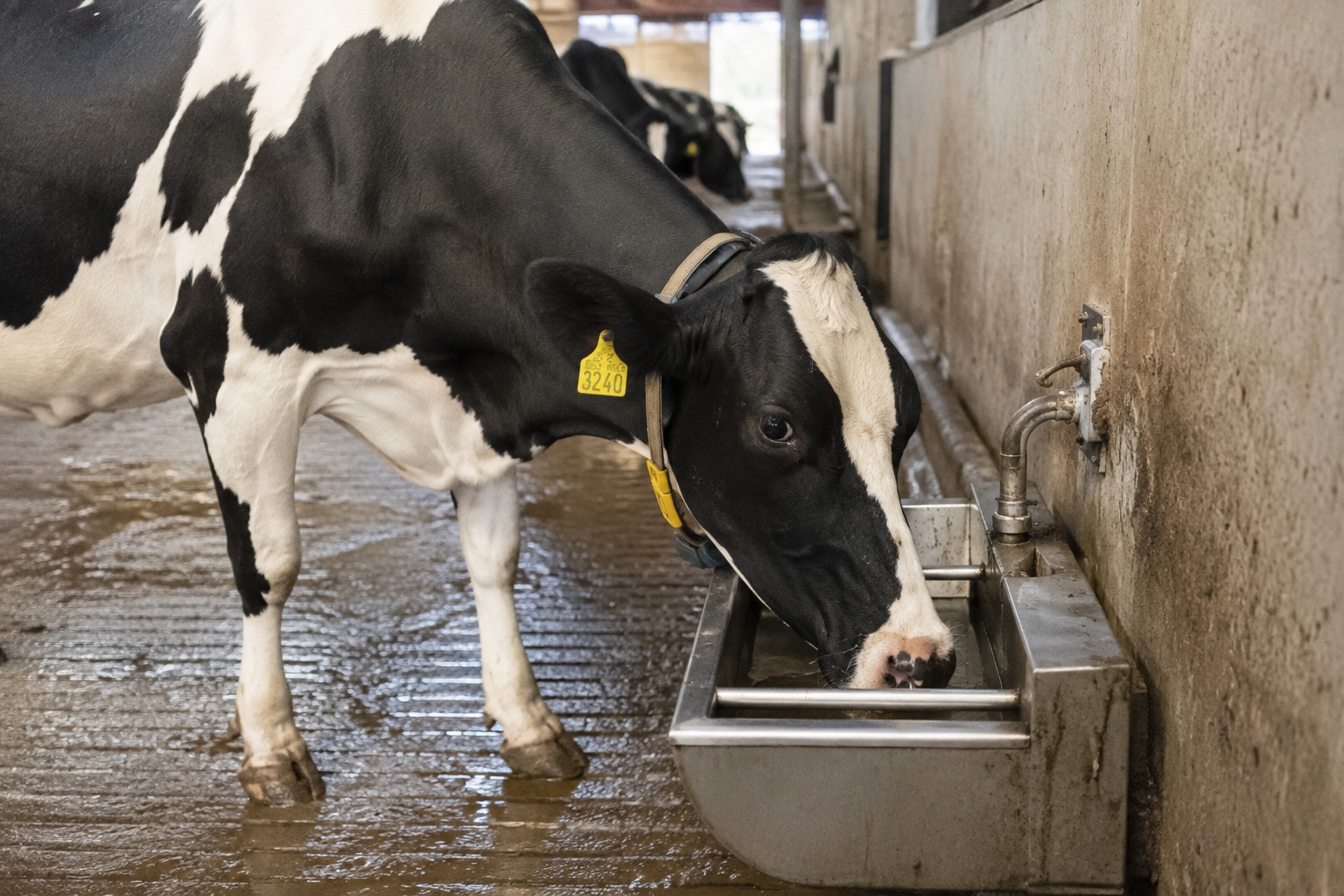 Melkveehouderij met Konax drinkwatersysteem