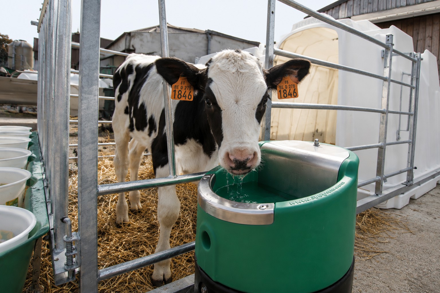 Kalverfokkerij met Konax drinkwatersysteem